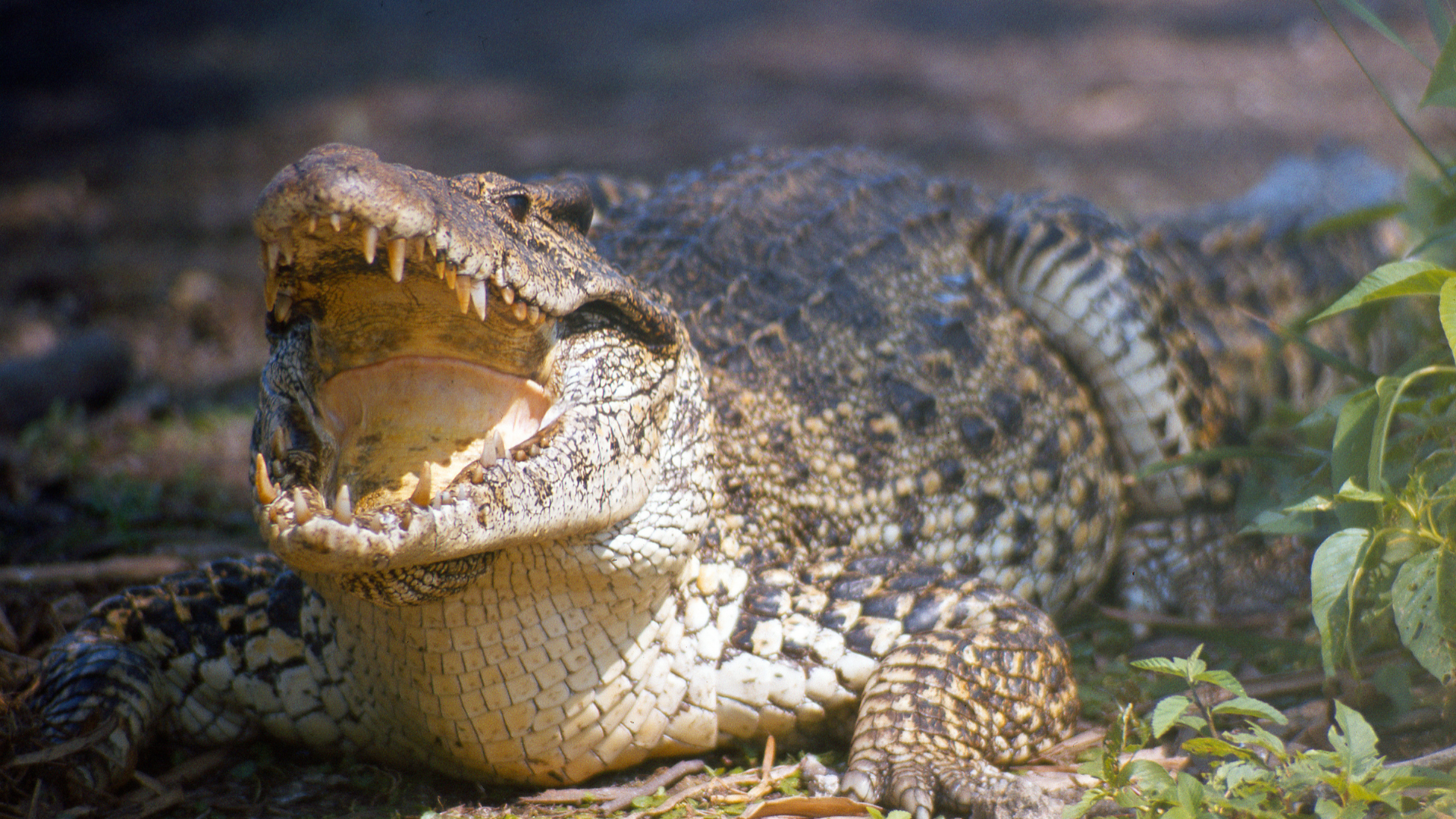 Vissenbjerg_Terrariet