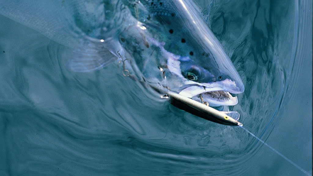 Seatrout Slisphavn (27)