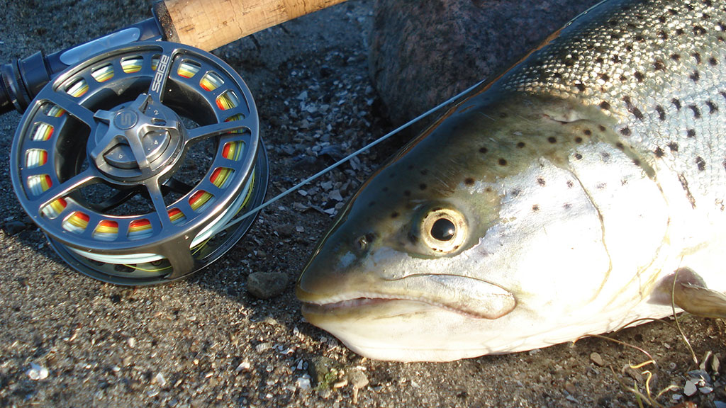 Seatrout Risinge Hoved (23)