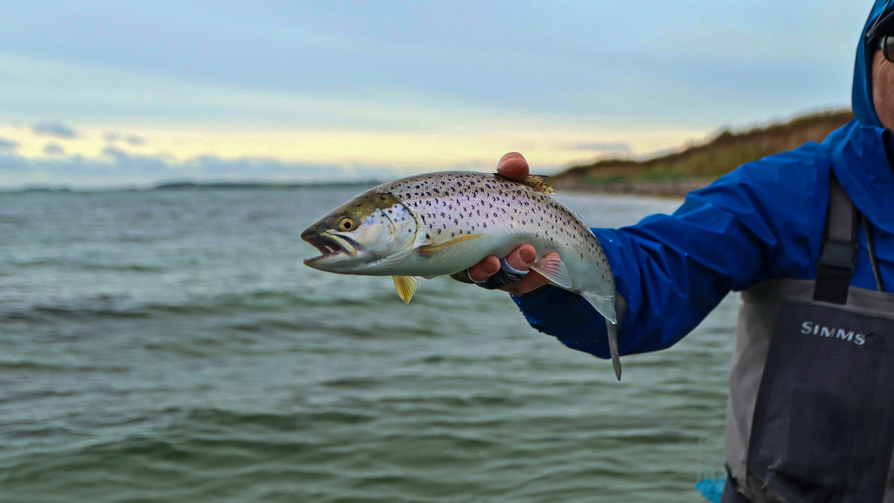 Stensbjerg Knæ Havørred Fyn